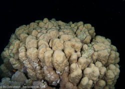 BD-090404-Marsa-Alam-4052500-Porites-sp.-Link.-1807-[Hump-coral].jpg